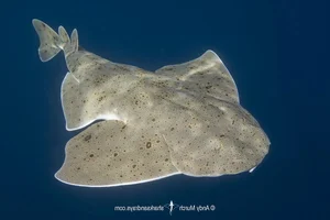 Rare Angel Shark Reappears After Mysterious Three Year Disappearance - image 3