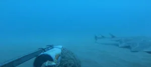 Rare Angel Shark Reappears After Mysterious Three Year Disappearance - image 6