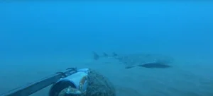 Rare Angel Shark Reappears After Mysterious Three Year Disappearance - image 0