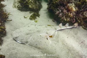 Rare Angel Shark Reappears After Mysterious Three Year Disappearance - image 1