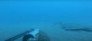Rare Angel Shark Reappears After Mysterious Three Year Disappearance - image 7