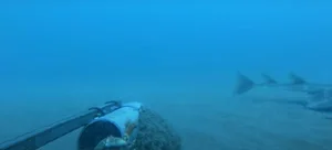 Rare Angel Shark Reappears After Mysterious Three Year Disappearance - image 8