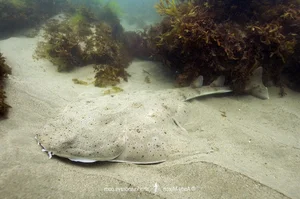 Rare Angel Shark Reappears After Mysterious Three Year Disappearance - image 5