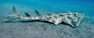 Rare Angel Shark Reappears After Mysterious Three Year Disappearance - image 2