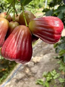 Are These 200,000 VND Per KG Pink Plums Worth the Hype? - image 8