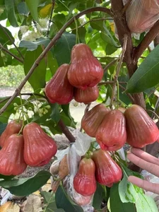 Are These 200,000 VND Per KG Pink Plums Worth the Hype? - image 9