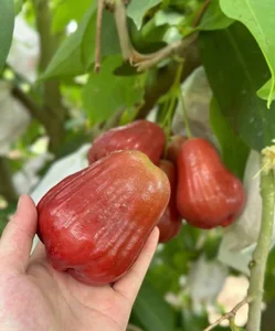Are These 200,000 VND Per KG Pink Plums Worth the Hype? - image 10