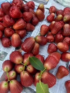 Are These 200,000 VND Per KG Pink Plums Worth the Hype? - image 4