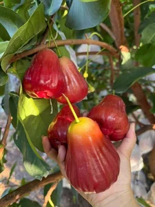 Are These 200,000 VND Per KG Pink Plums Worth the Hype? - image 1
