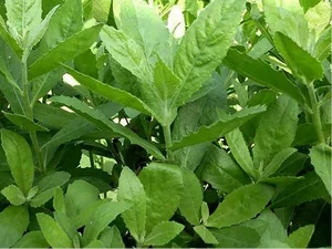 Wild Backyard Plants Become High-End Delicacies in Urban Markets - image 4