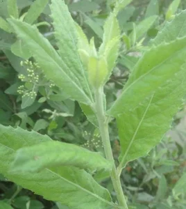 Wild Backyard Plants Become High-End Delicacies in Urban Markets - image 5