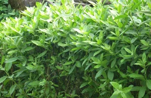 Wild Backyard Plants Become High-End Delicacies in Urban Markets - image 0