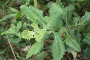 Wild Backyard Plants Become High-End Delicacies in Urban Markets - image 7