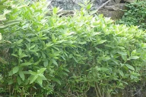 Wild Backyard Plants Become High-End Delicacies in Urban Markets - image 9