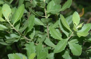 Wild Backyard Plants Become High-End Delicacies in Urban Markets - image 6