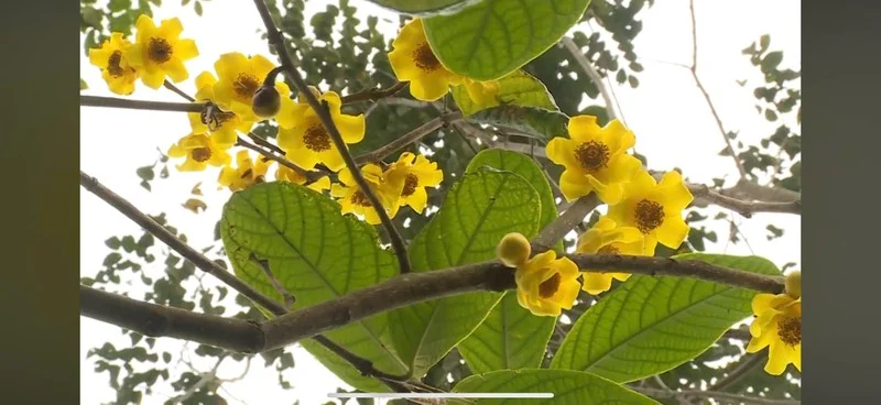 Professor Tran Ninh: Unlocking the Secrets of Moss and Reviving Golden Camellia