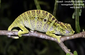 Rare Chameleon Species Rediscovered After 100 Years - image 7