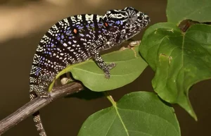 Rare Chameleon Species Rediscovered After 100 Years - image 6