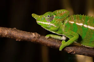 Rare Chameleon Species Rediscovered After 100 Years - image 3