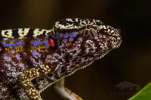 Rare Chameleon Species Rediscovered After 100 Years - image 8