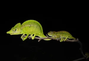 Rare Chameleon Species Rediscovered After 100 Years - image 9