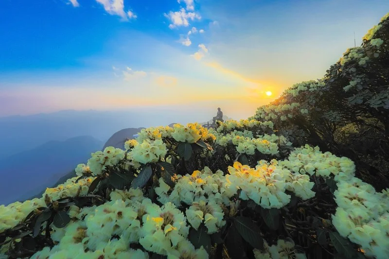 Rhododendrons Bloom on Fansipan: Tourists Flock for Stunning Views