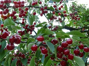4 Cheap Fruits Abroad That Cost a Fortune in Vietnam - image 6