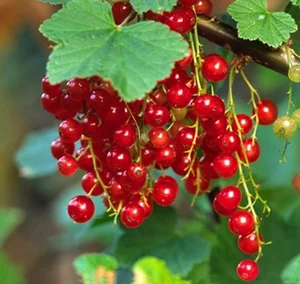 4 Cheap Fruits Abroad That Cost a Fortune in Vietnam - image 3