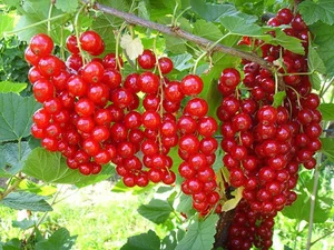 4 Cheap Fruits Abroad That Cost a Fortune in Vietnam - image 4