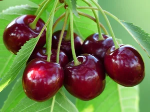4 Cheap Fruits Abroad That Cost a Fortune in Vietnam - image 1