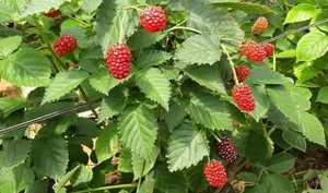 4 Cheap Fruits Abroad That Cost a Fortune in Vietnam - image 7