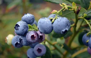 4 Cheap Fruits Abroad That Cost a Fortune in Vietnam - image 8