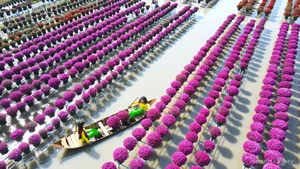 Exploring the Vibrant Sa Dec Flower Village During Vietnam's Tet Festival - image 2