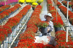 Exploring the Vibrant Sa Dec Flower Village During Vietnam's Tet Festival - image 4