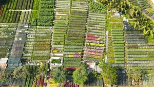 Exploring the Vibrant Sa Dec Flower Village During Vietnam's Tet Festival - image 0