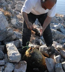 Kiviak: The Extreme Fermented Delicacy of Greenland's Inuit Culture - image 3