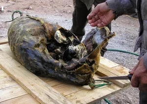 Kiviak: The Extreme Fermented Delicacy of Greenland's Inuit Culture - image 8