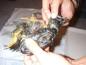 Kiviak: The Extreme Fermented Delicacy of Greenland's Inuit Culture - image 7