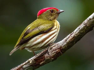 The Most Stunning and Rare Manakin Birds of the Americas - image 7