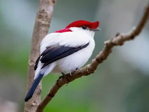 The Most Stunning and Rare Manakin Birds of the Americas - image 0