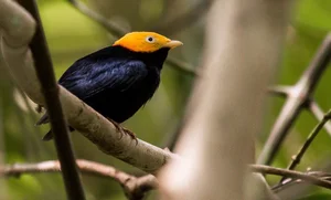 The Most Stunning and Rare Manakin Birds of the Americas - image 3