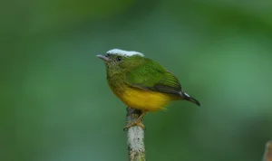 The Most Stunning and Rare Manakin Birds of the Americas - image 4