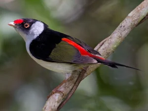 The Most Stunning and Rare Manakin Birds of the Americas - image 6
