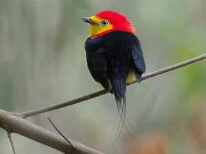 The Most Stunning and Rare Manakin Birds of the Americas - image 1