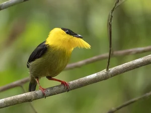 The Most Stunning and Rare Manakin Birds of the Americas - image 5
