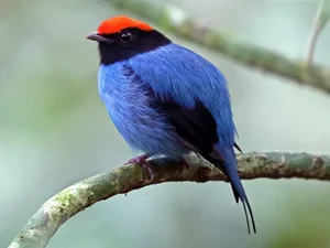 The Most Stunning and Rare Manakin Birds of the Americas - image 2