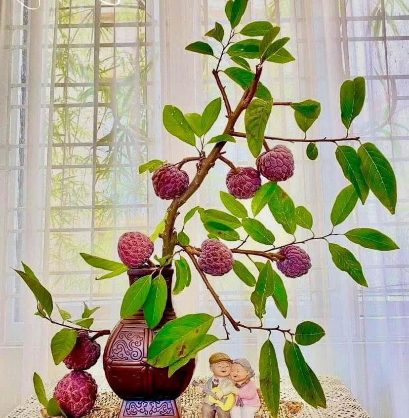 The Rare Purple Custard Apple: Discover Why This Exotic Fruit Commands High Prices