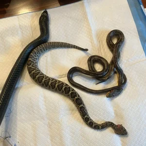 Unprecedented Scientific Discovery: One Snake Recorded Swallowing Two Snakes Simultaneously - image 6