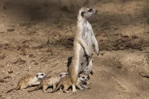Heartwarming Depictions of Animal Motherhood: The Ultimate Sacrifices in Nature - image 1