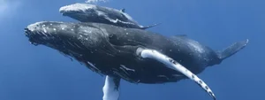 Heartwarming Depictions of Animal Motherhood: The Ultimate Sacrifices in Nature - image 0